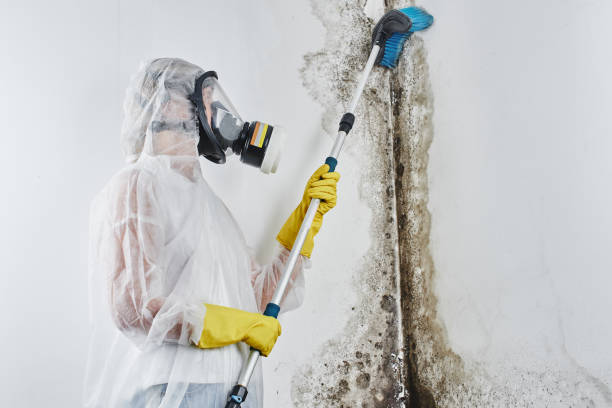 Best Bathroom Mold Remediation in Moline, IL