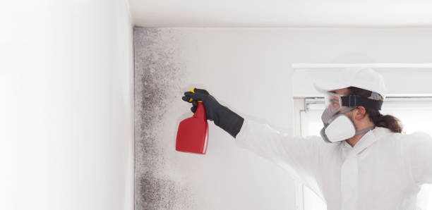 Best Preventive Mold Services in Moline, IL