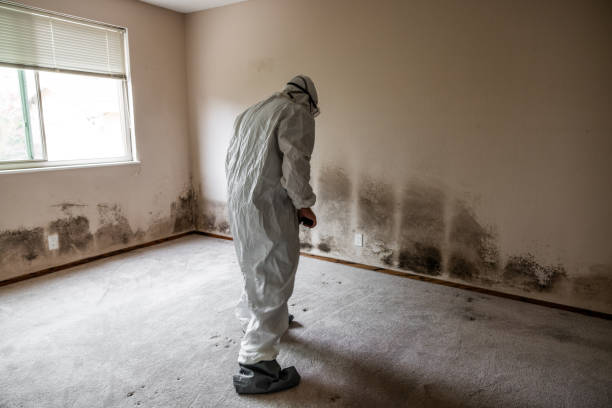 Best Residential Mold Remediation in Moline, IL