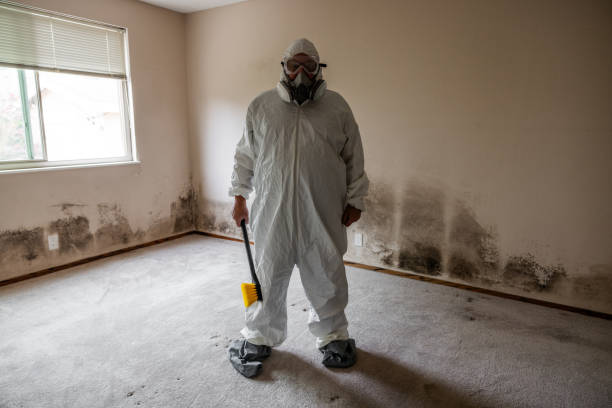 Best HVAC Mold Remediation in Moline, IL