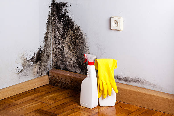 Best Basement Mold Remediation in Moline, IL