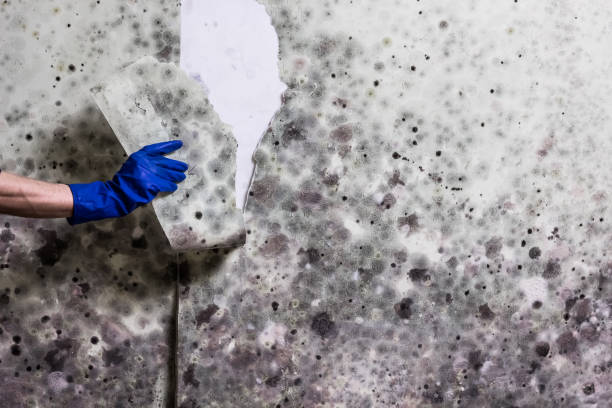  Moline, IL Mold Removal Pros