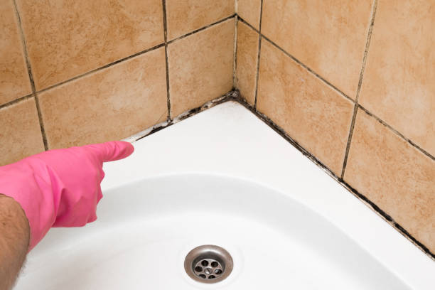 Best White Mold Remediation in Moline, IL